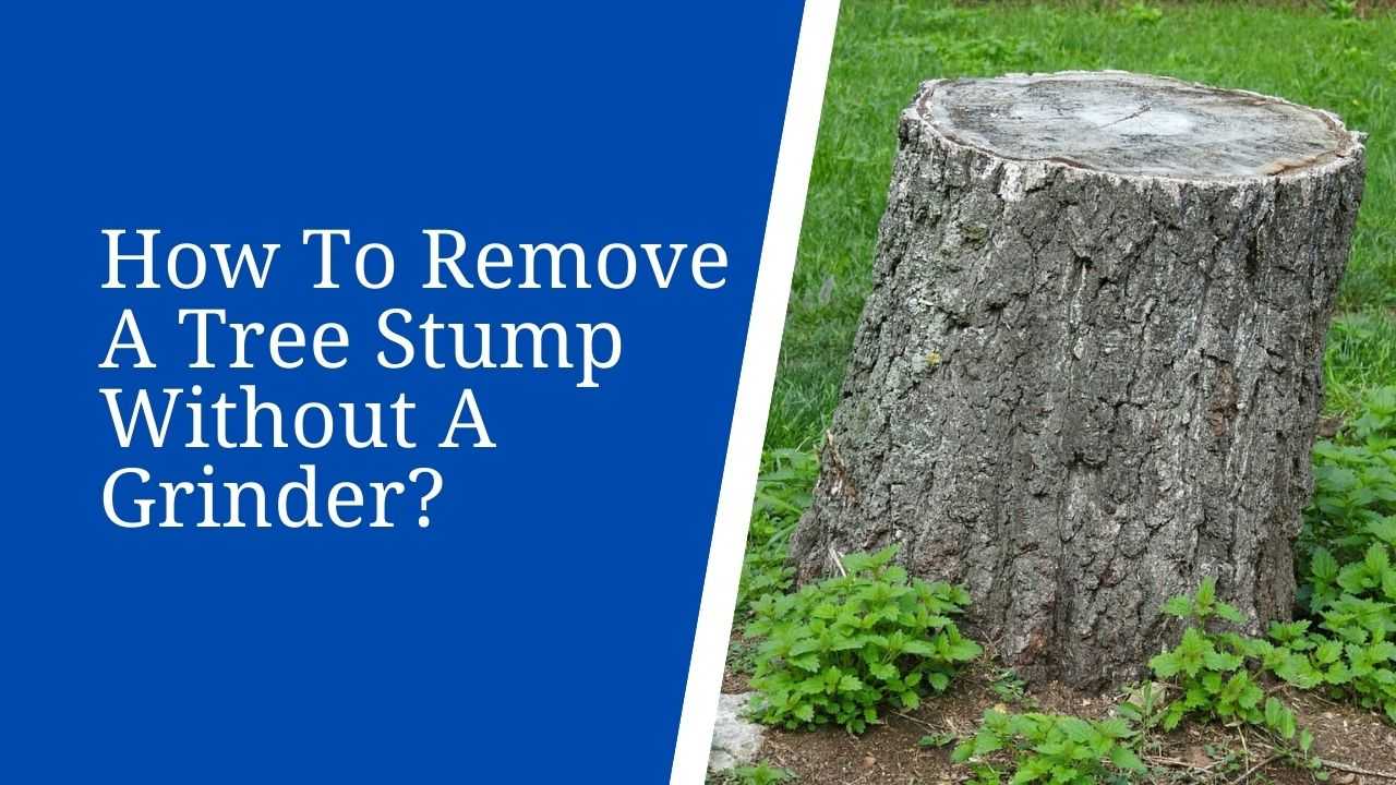 How To Remove A Tree Stump Without A Grinder?